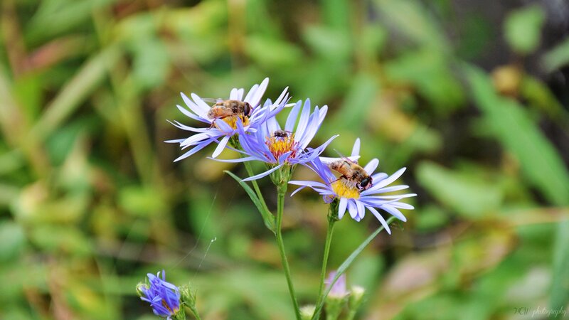 Bees on Purple Flowers