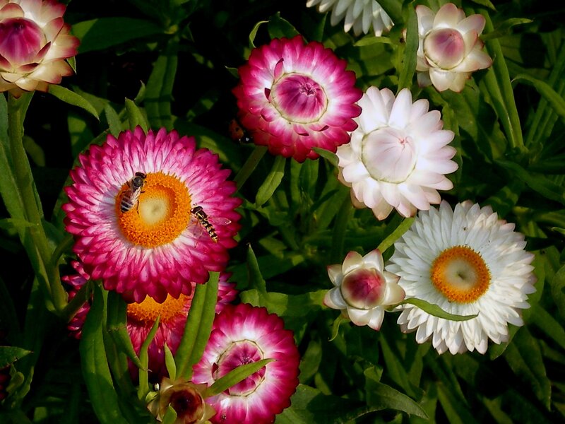 Bees on Strawflowers