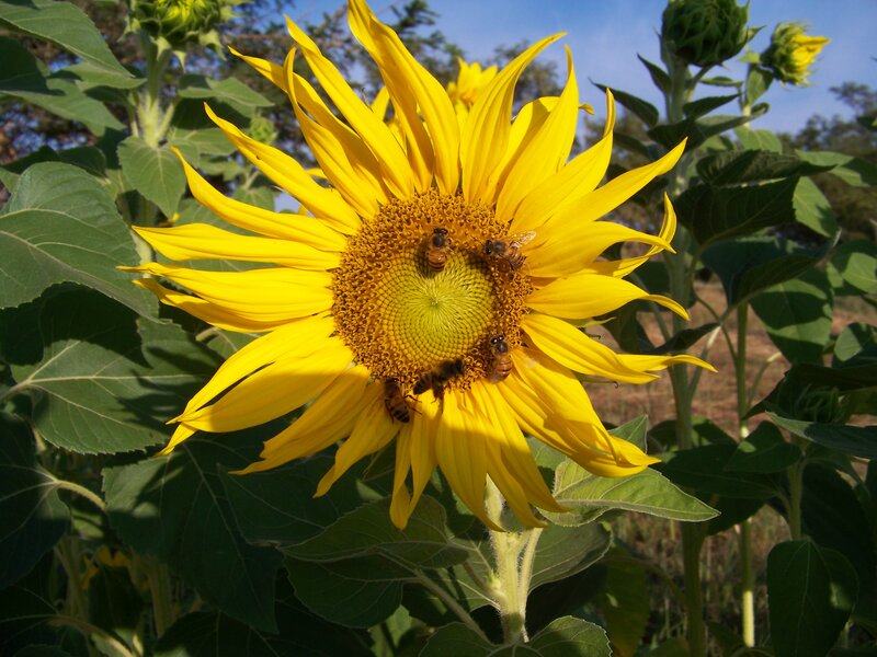 Bees on Sunflower