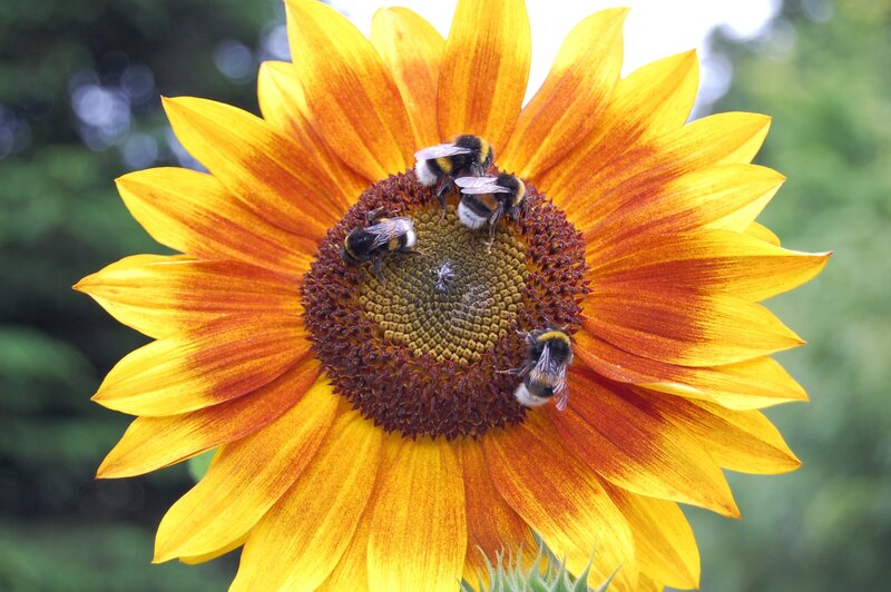 Bees on Sunflower — Yellow, Calm, Afternoon