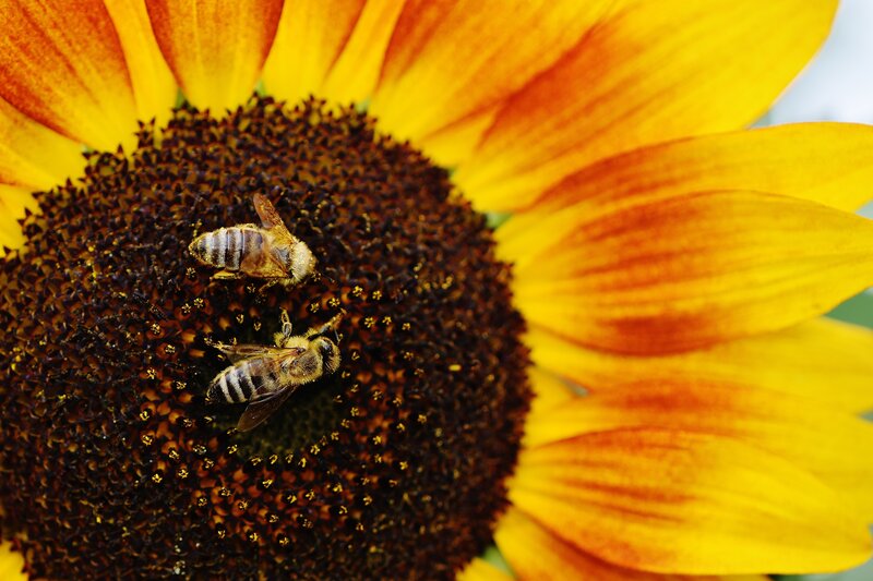 Bees on Sunflower — Yellow, Calm
