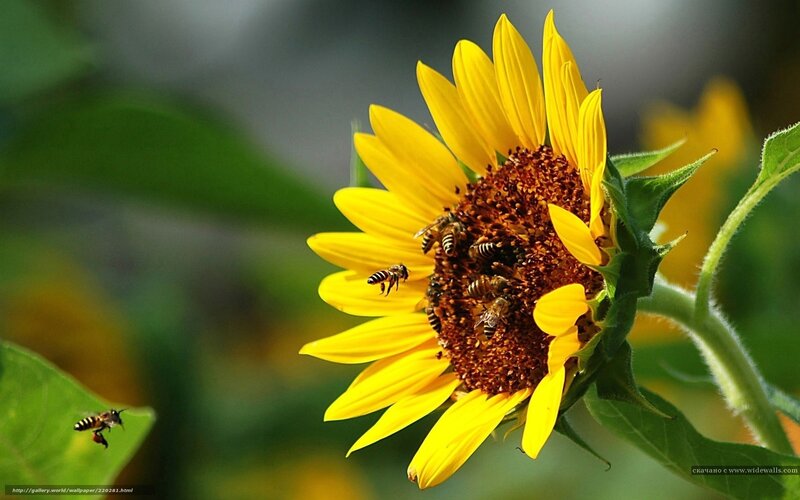 Bees on Sunflower — Yellow, Natural