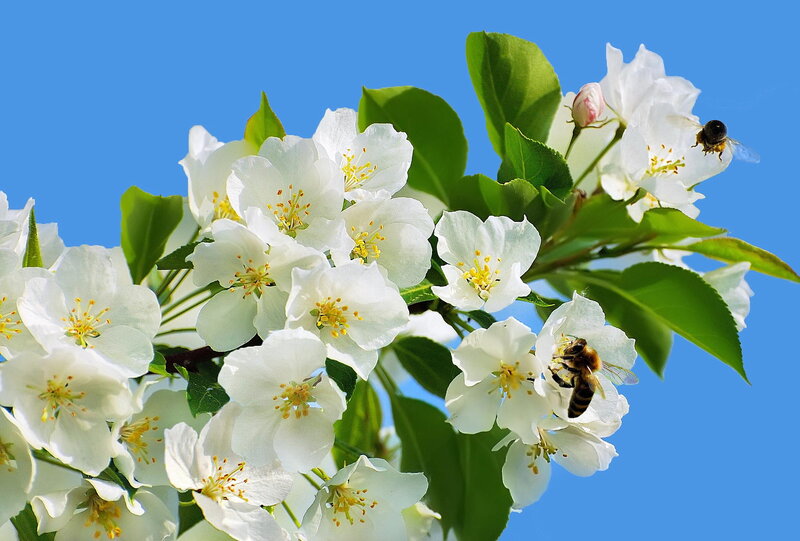 Bees on White Blossoms