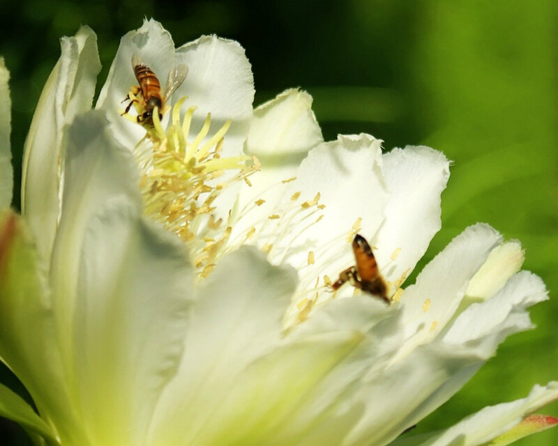 Bees on White Flower — Natural
