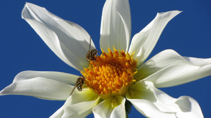 Bees on White Flower