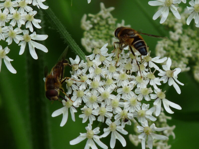 Bees on white flowers
