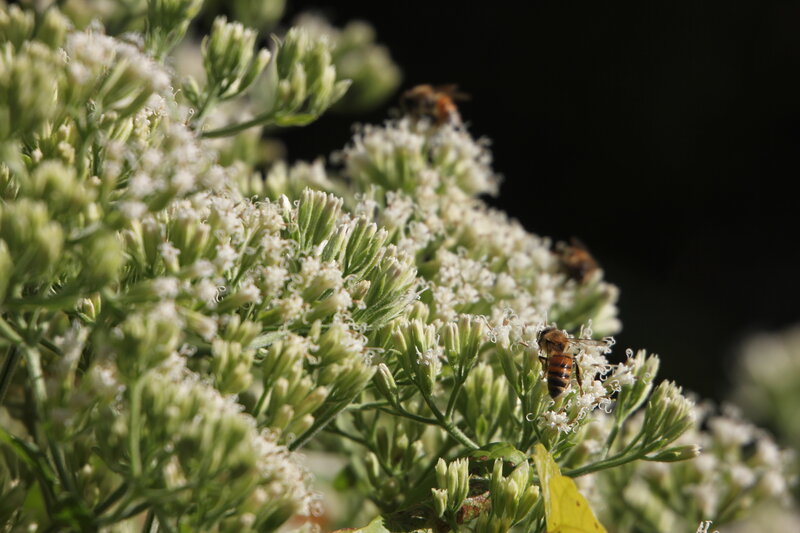 bees on white flowers