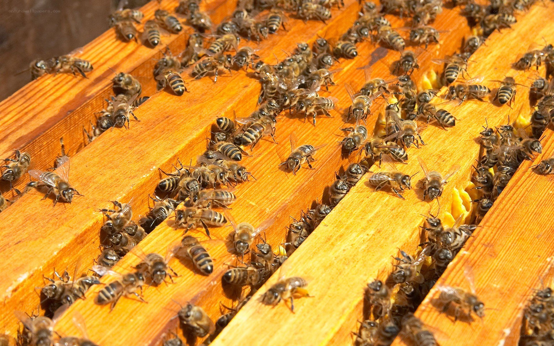 bees on wooden frames