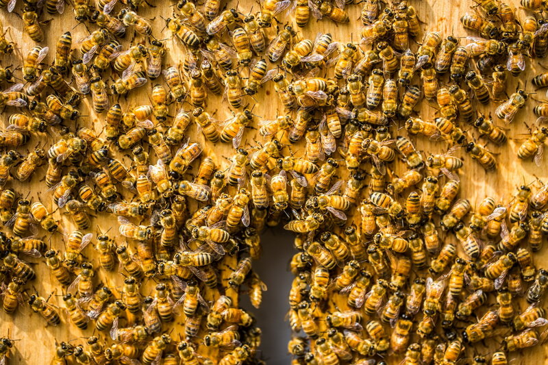 Bees on Wooden Surface