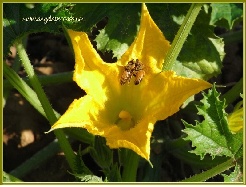 Bees on Yellow Flower — Natural