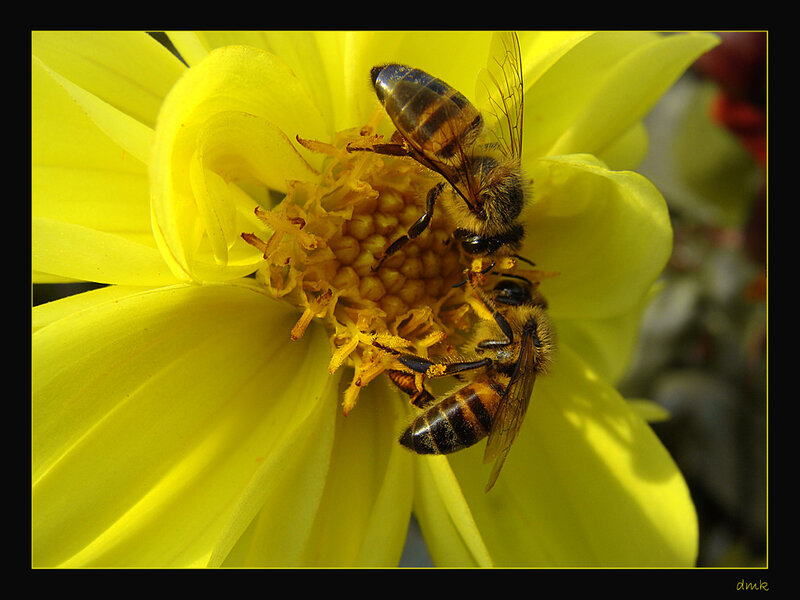 Bees on Yellow Flower