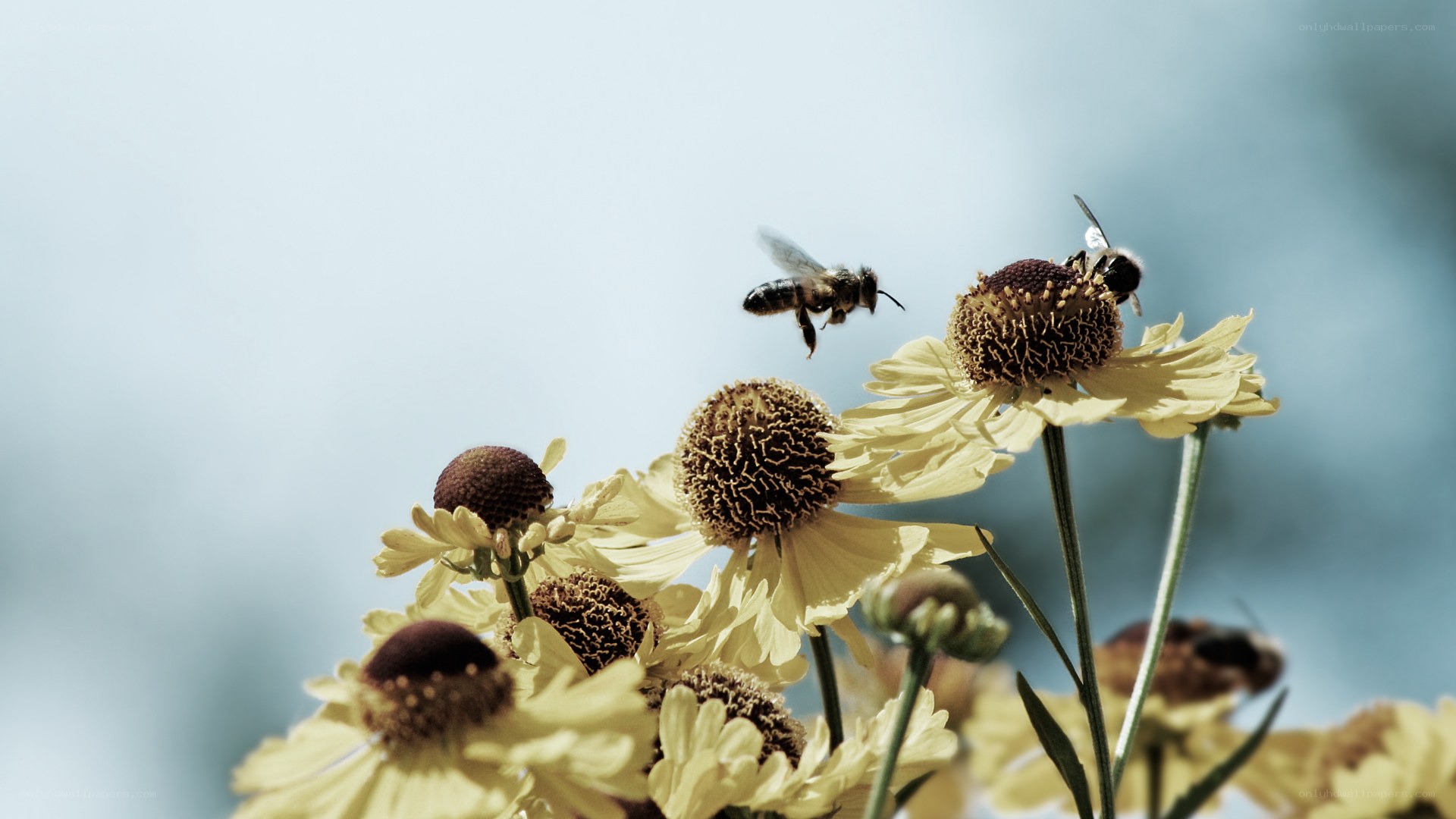 Bees on yellow flowers