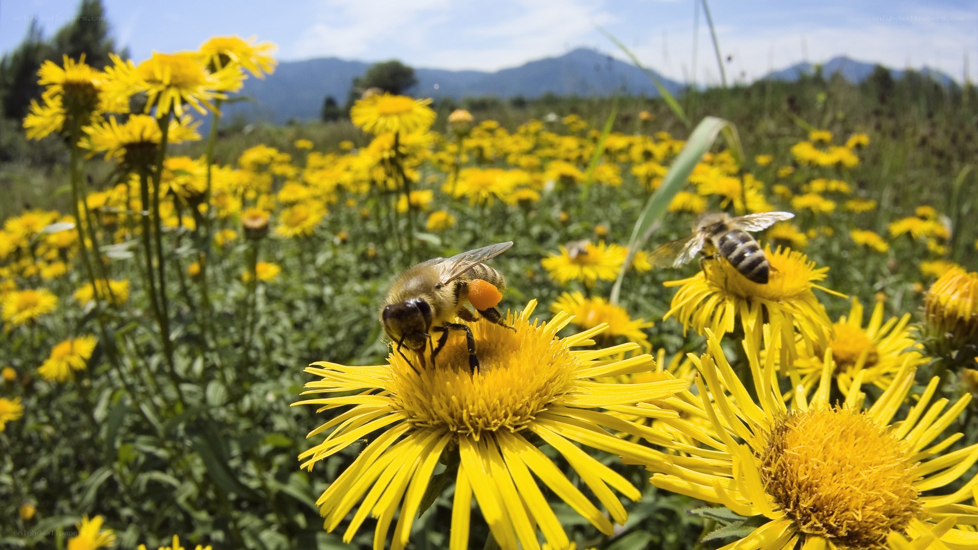 Bees on yellow flowers