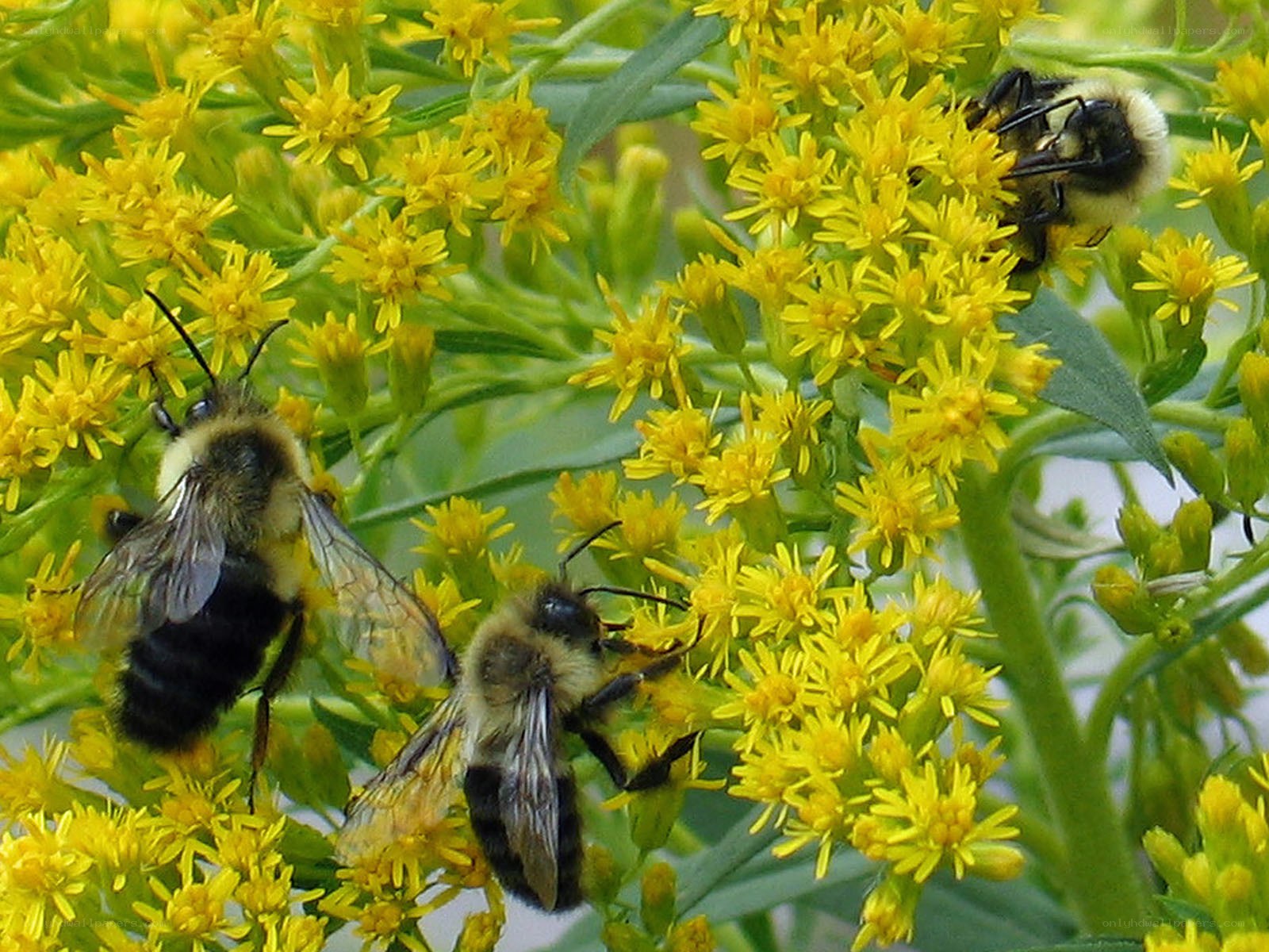 Bees on yellow flowers