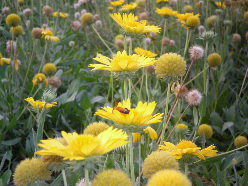 Bees on yellow flowers