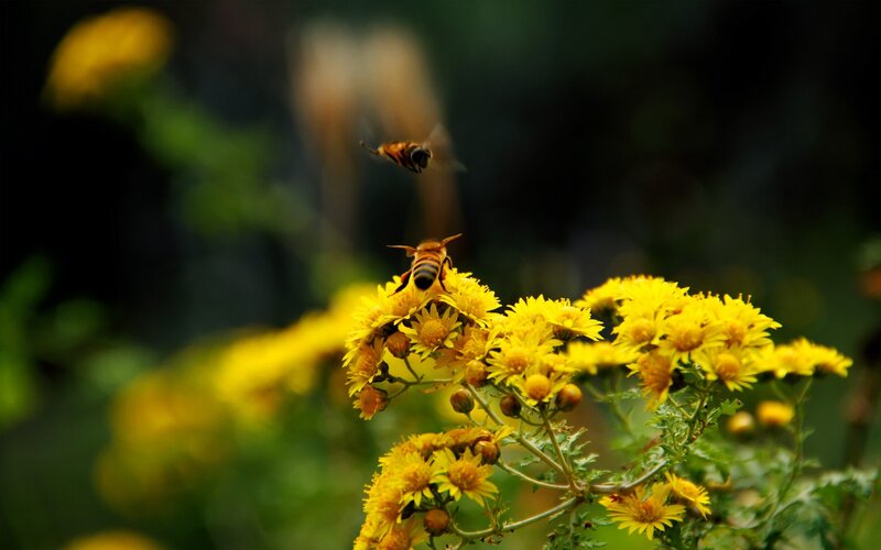 Bees on Yellow Flowers — Natural
