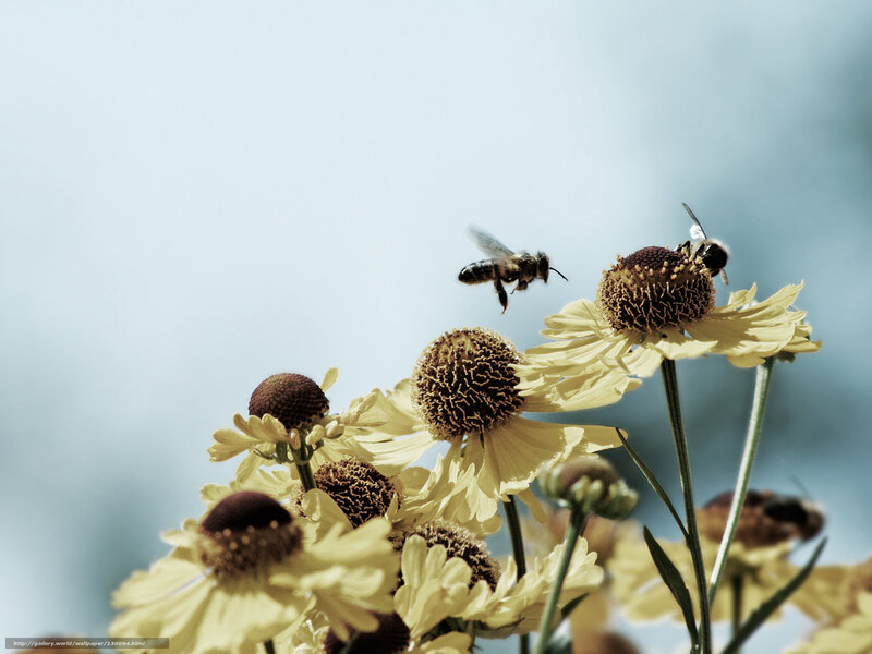 Bees on yellow flowers