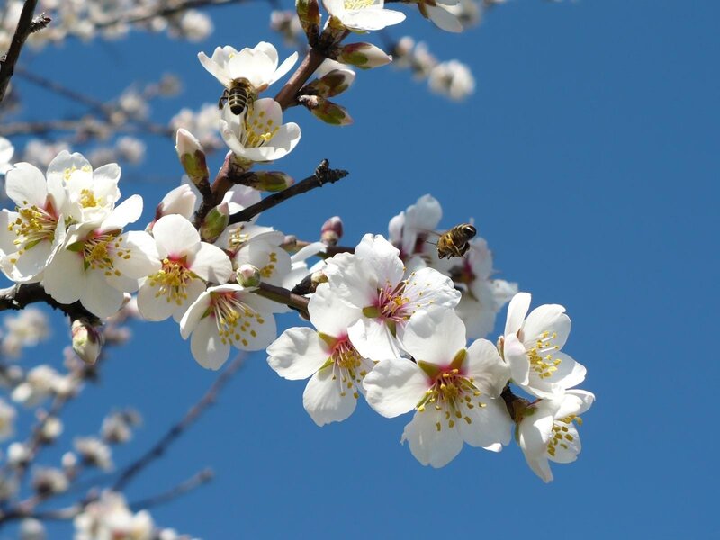 Bees pollinating almond blossoms