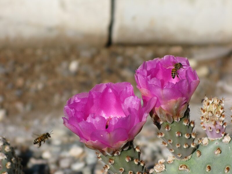 Bees pollinating cactus flowers