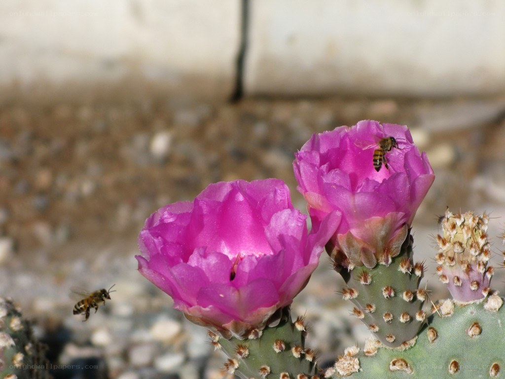 Bees pollinating cactus flowers