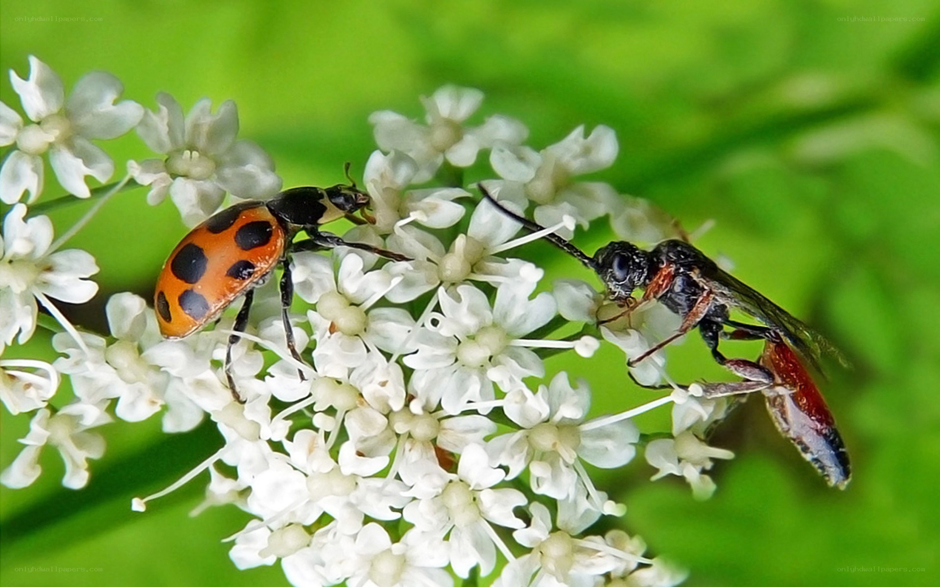 beetle and wasp on flowers