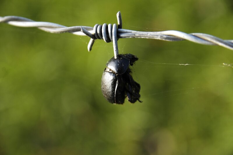 Beetle caught on barbed wire