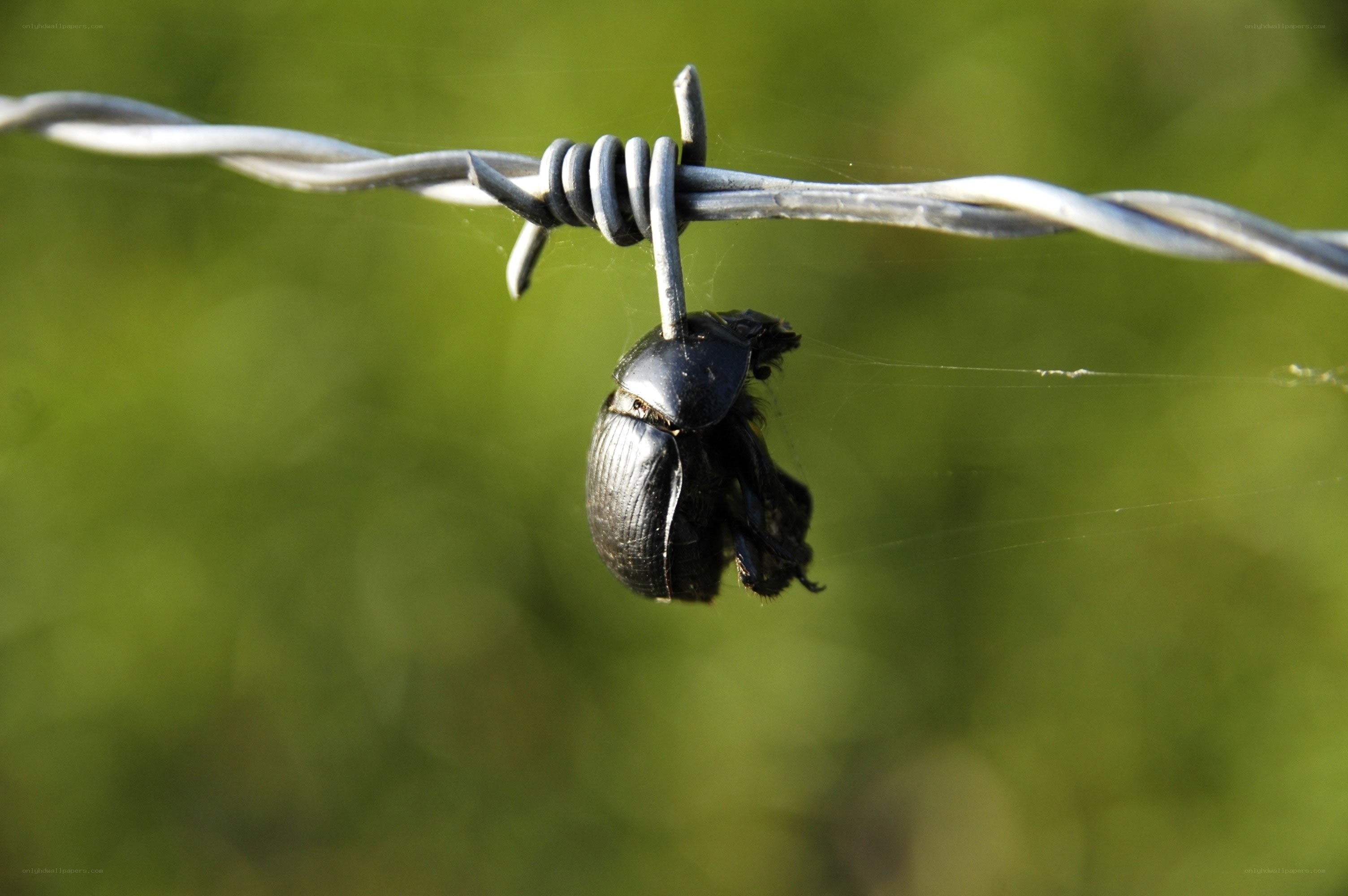Beetle caught on barbed wire