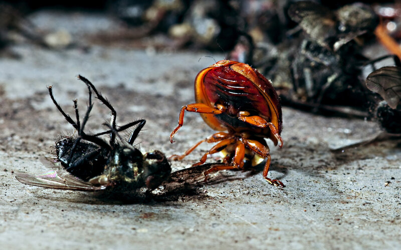 beetle feeding on dead fly