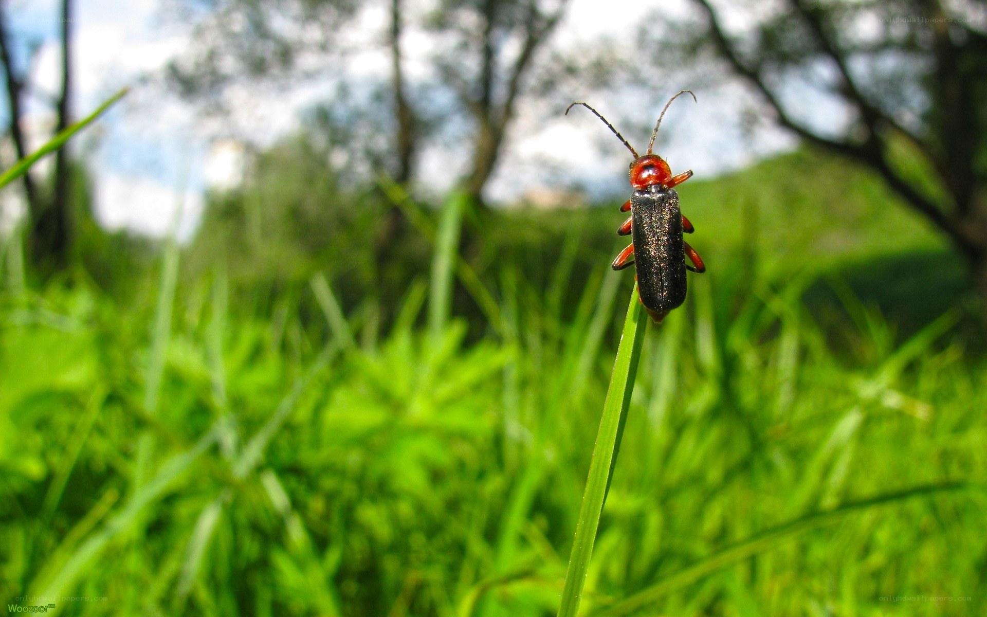 beetle on a blade of grass