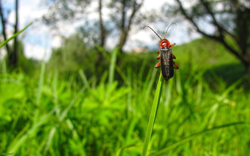 beetle on a blade of grass