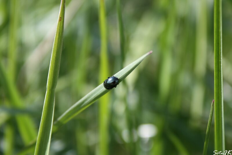 beetle on a blade of grass