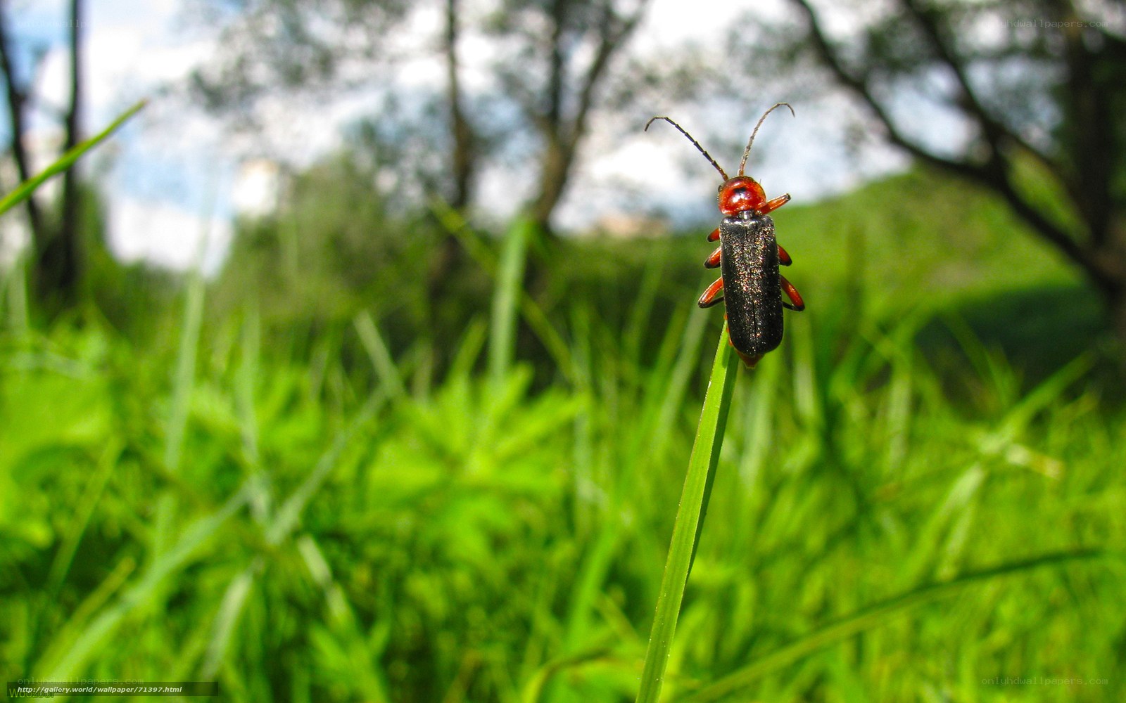 beetle on a blade of grass