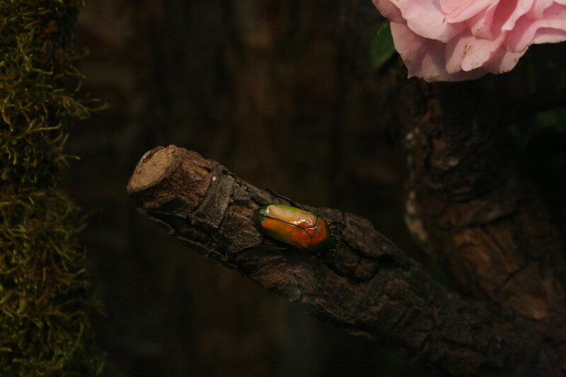Beetle on a branch