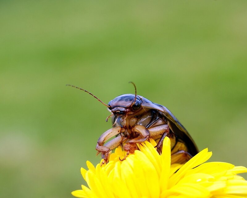 beetle on a dandelion