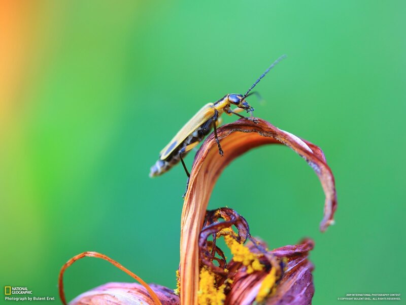 Beetle on a dried flower