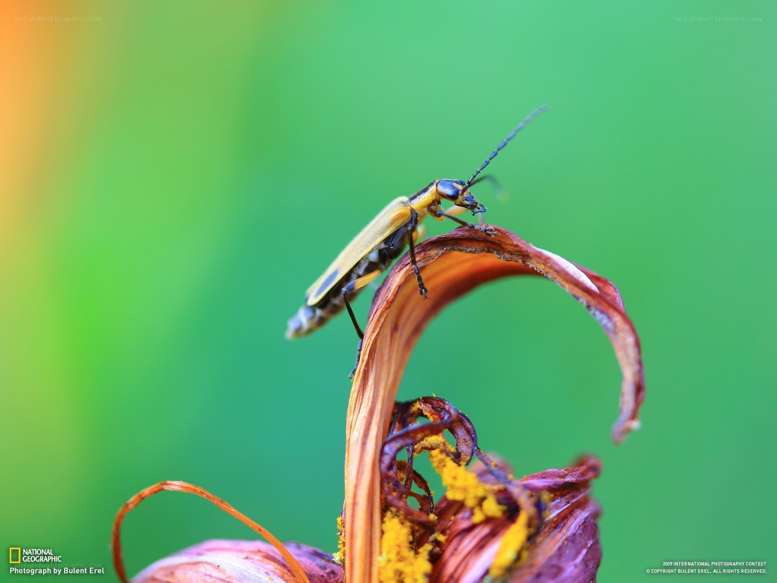 Beetle on a dried flower
