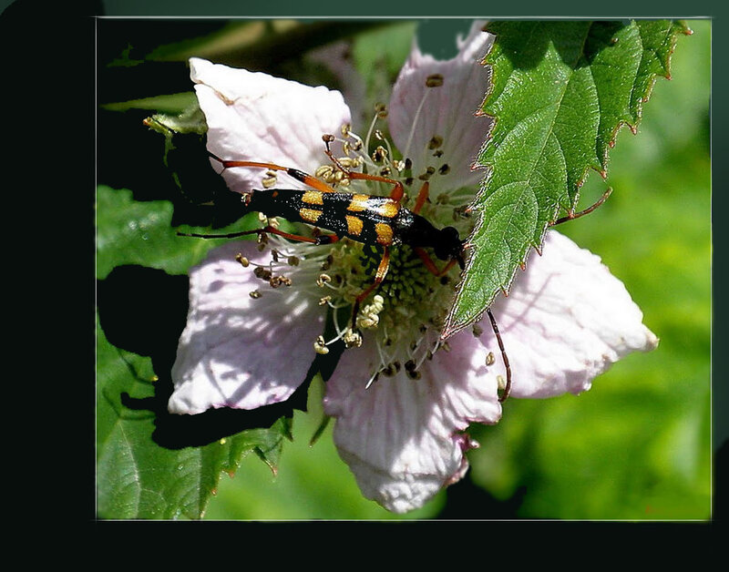 beetle on a flower