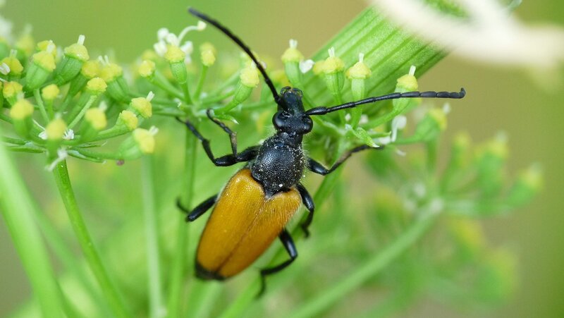 beetle on a flower