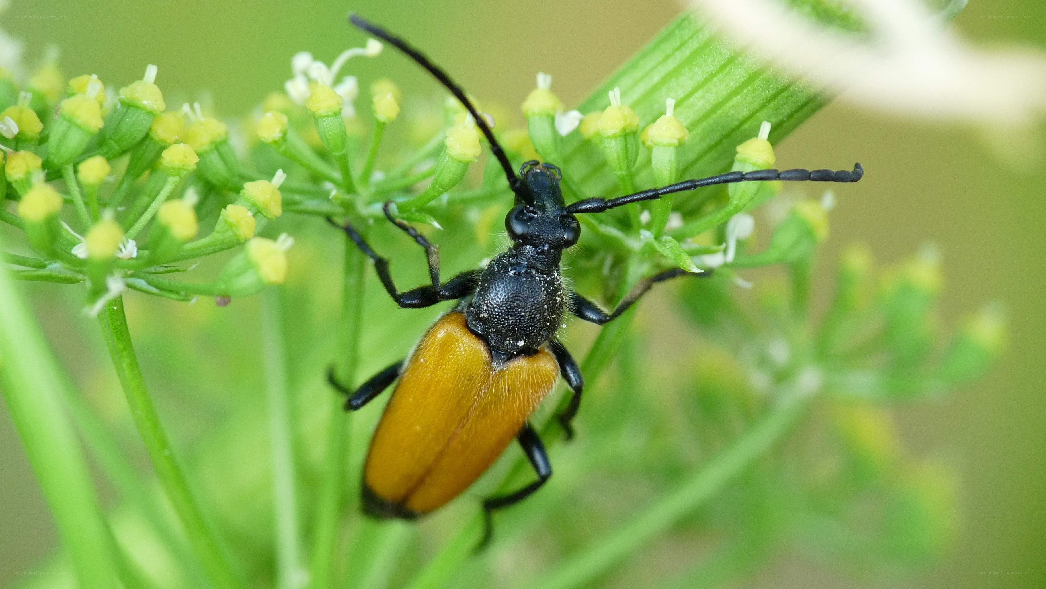 beetle on a flower