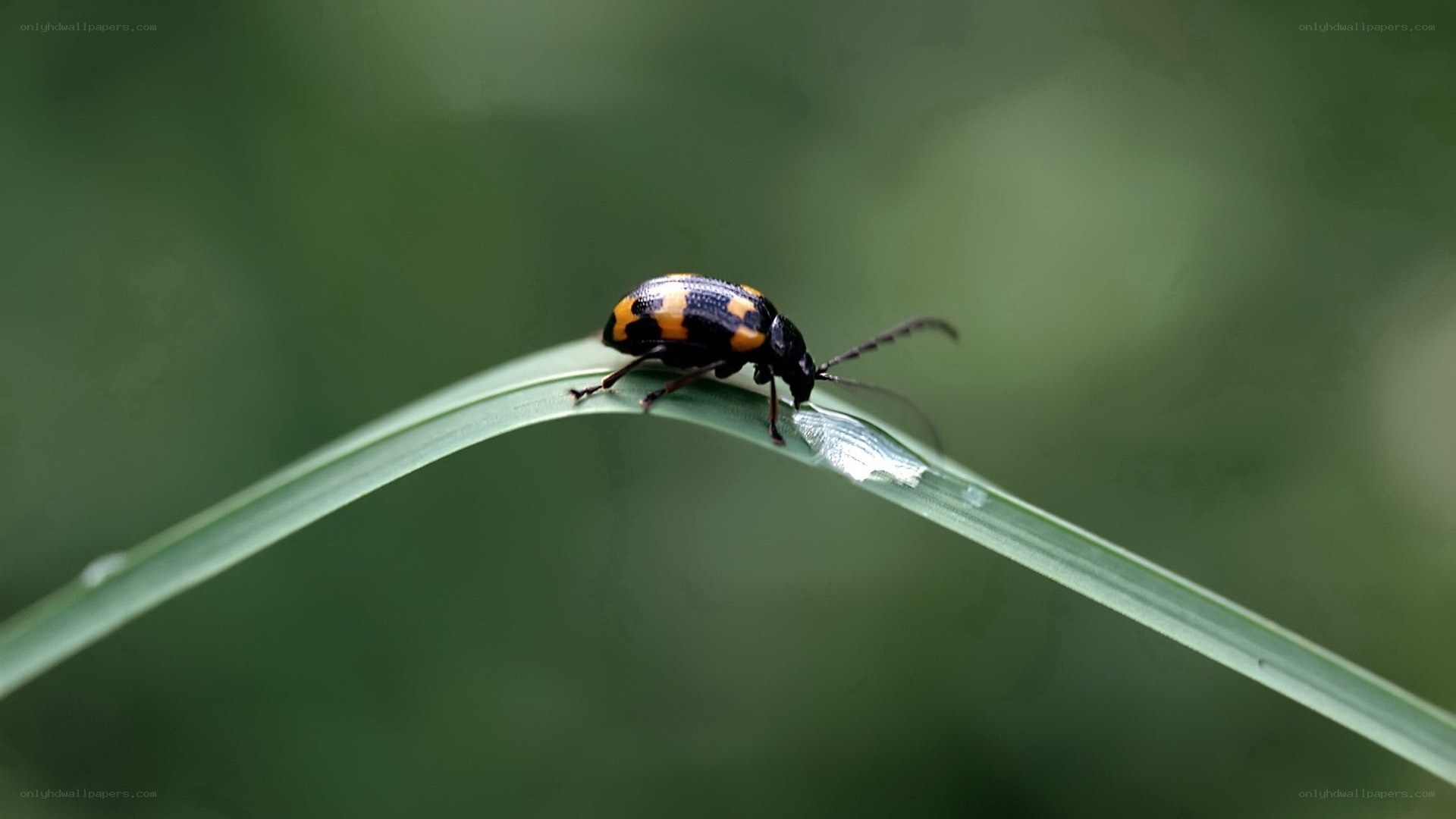 beetle on a grass blade