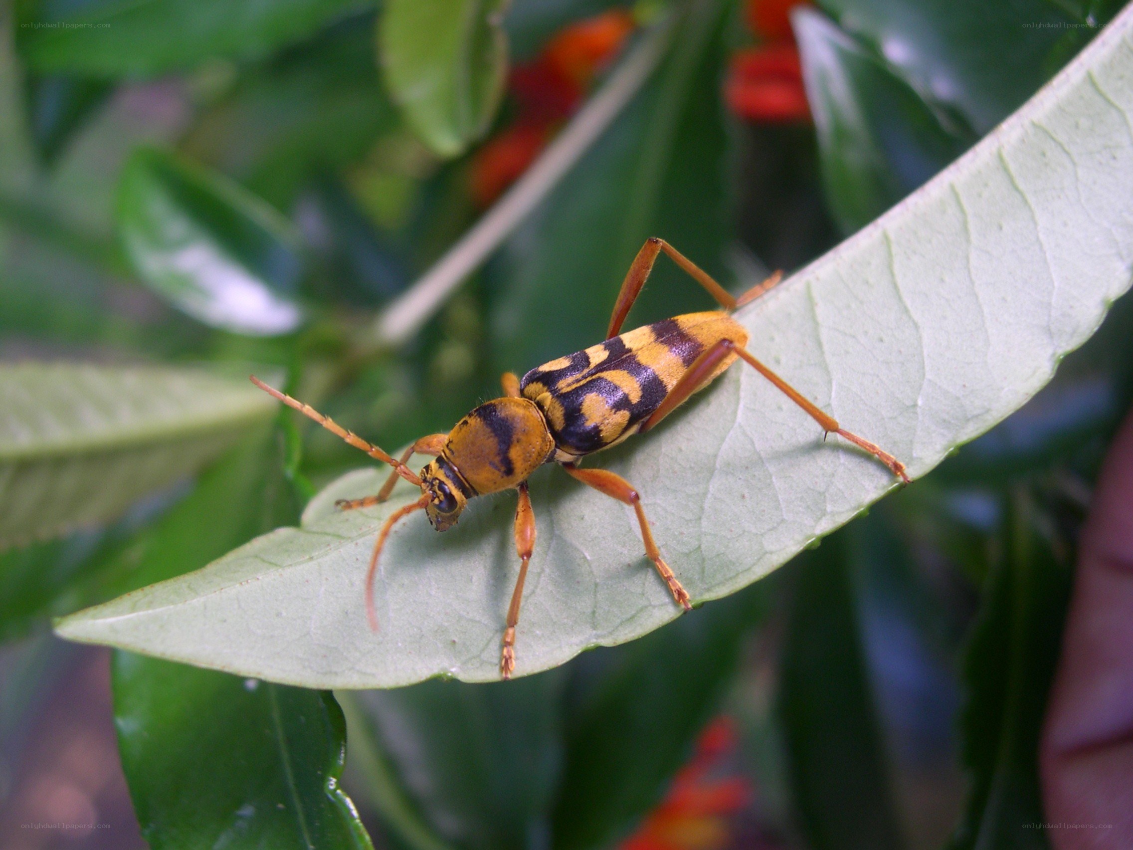 beetle on a green leaf