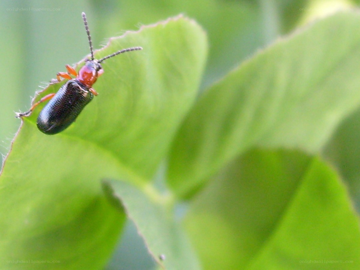beetle on a green leaf