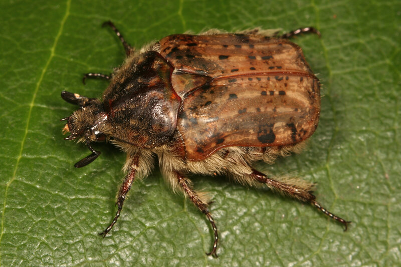 beetle on a green leaf