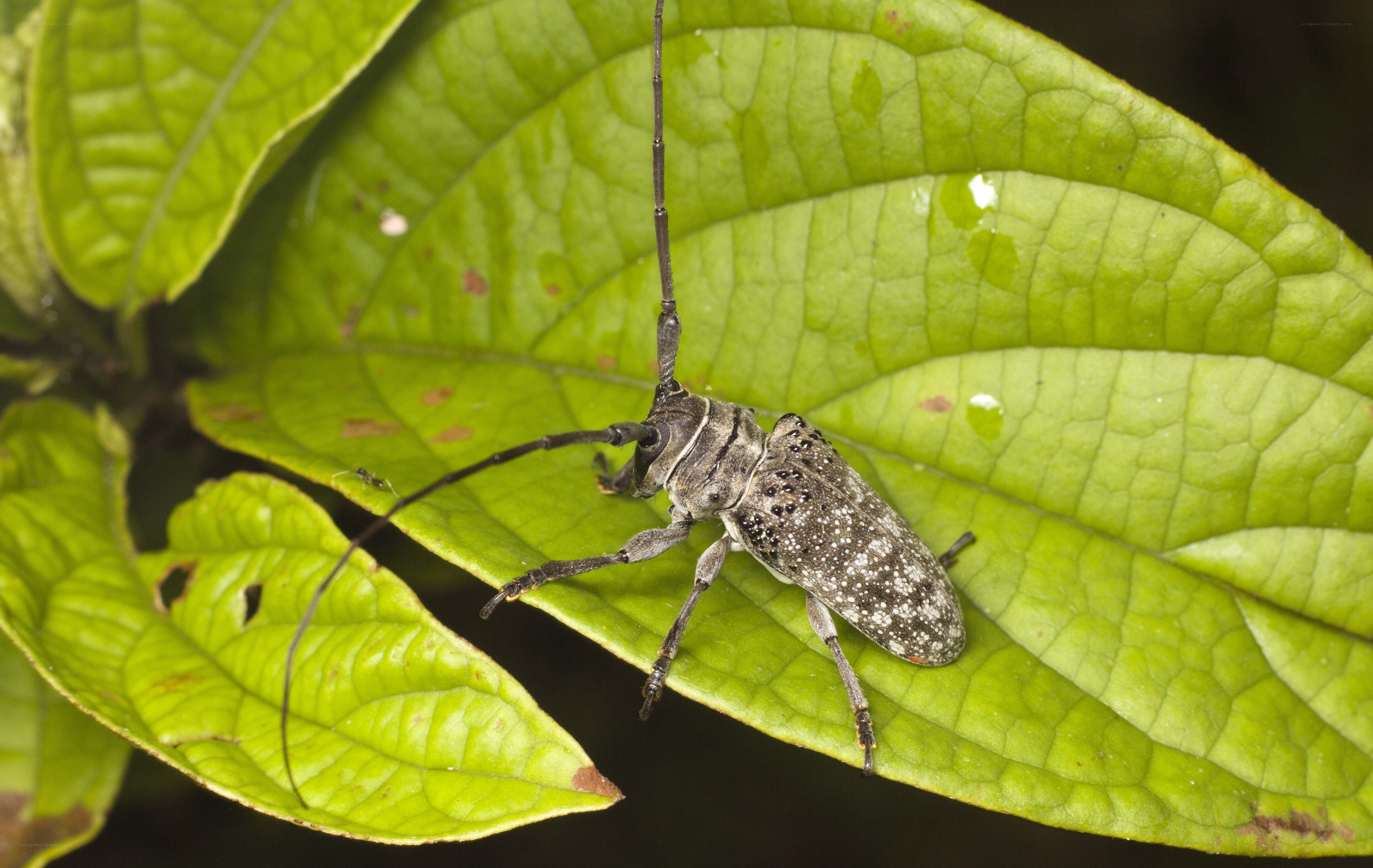 beetle on a green leaf