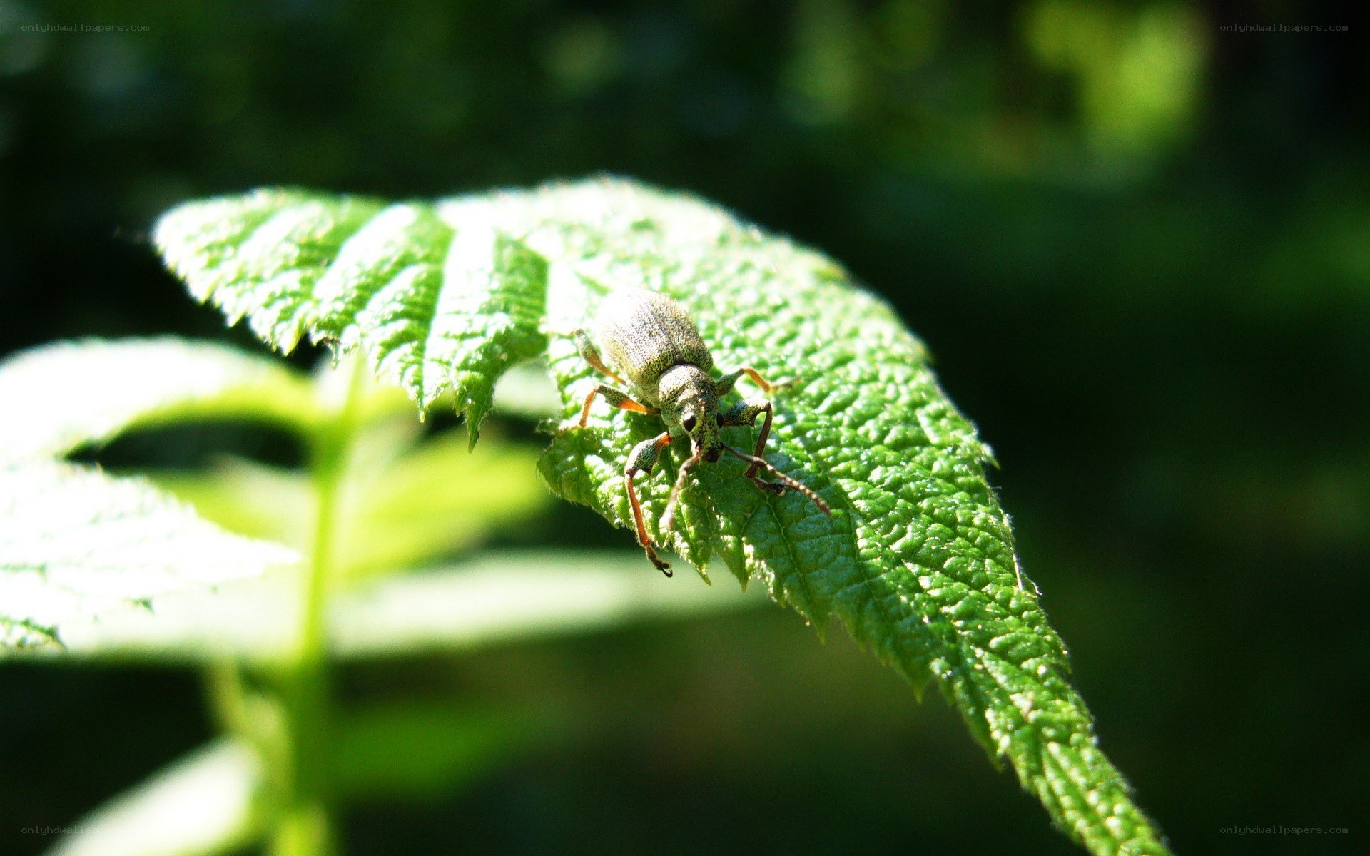 beetle on a green leaf