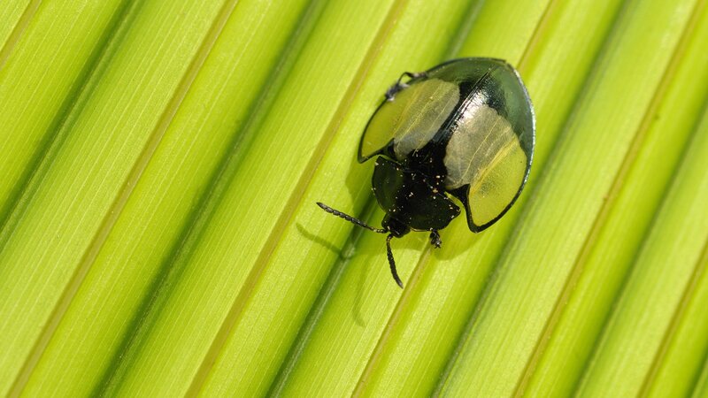 beetle on a green leaf