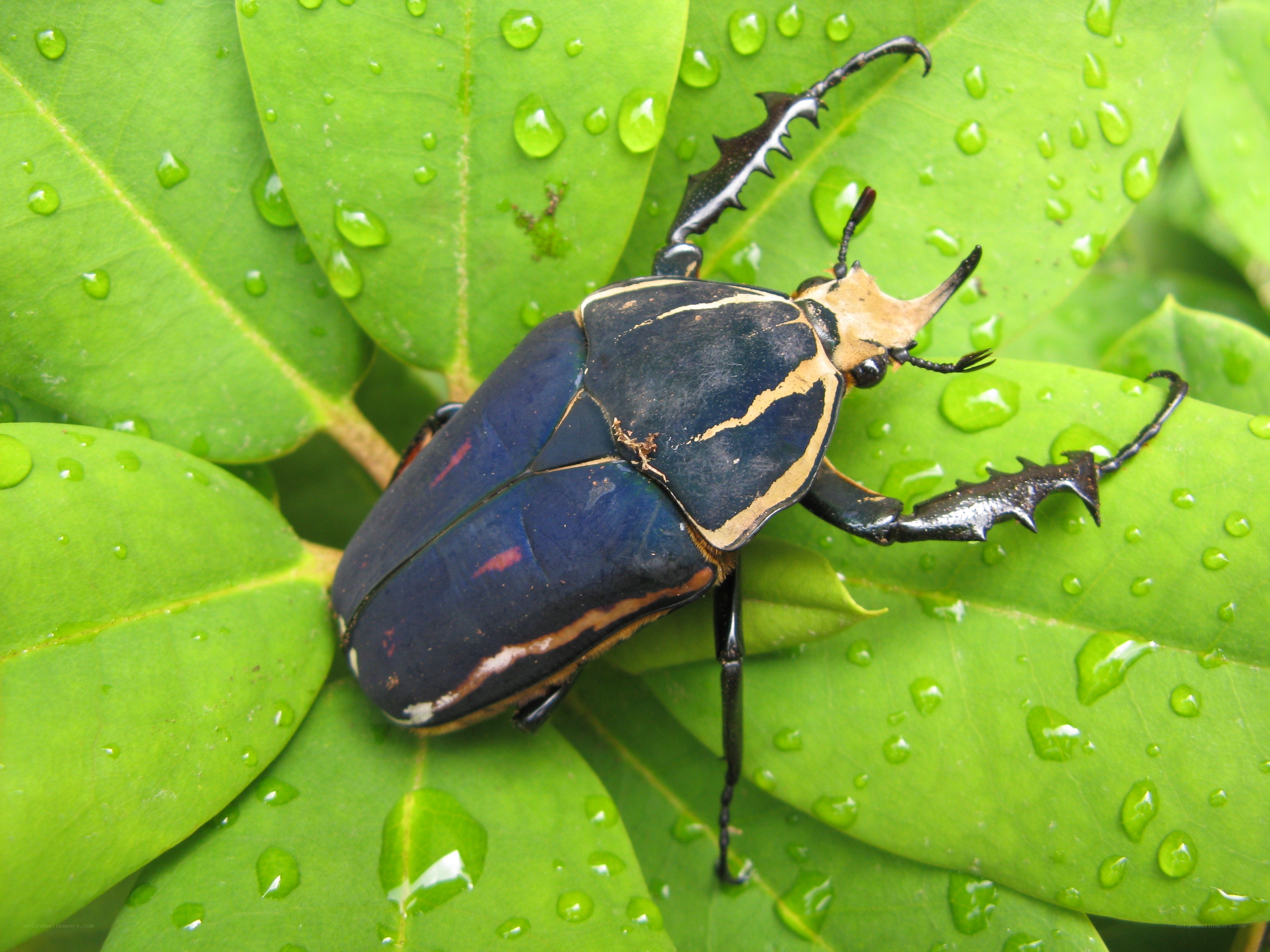 Beetle on a green leaf