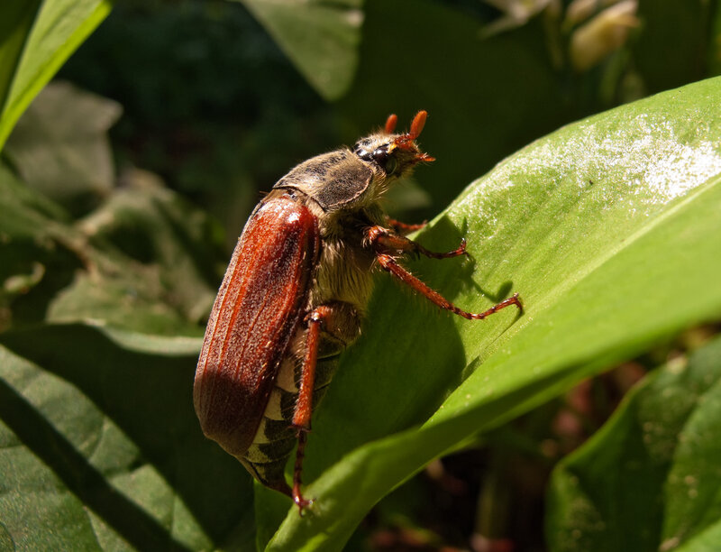 beetle on a green leaf