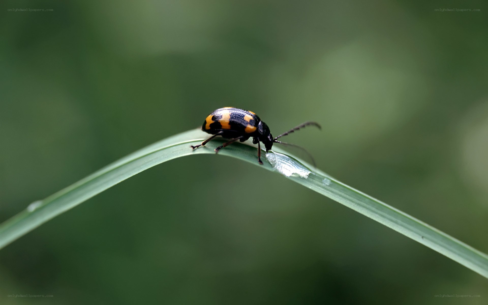 beetle on a leaf