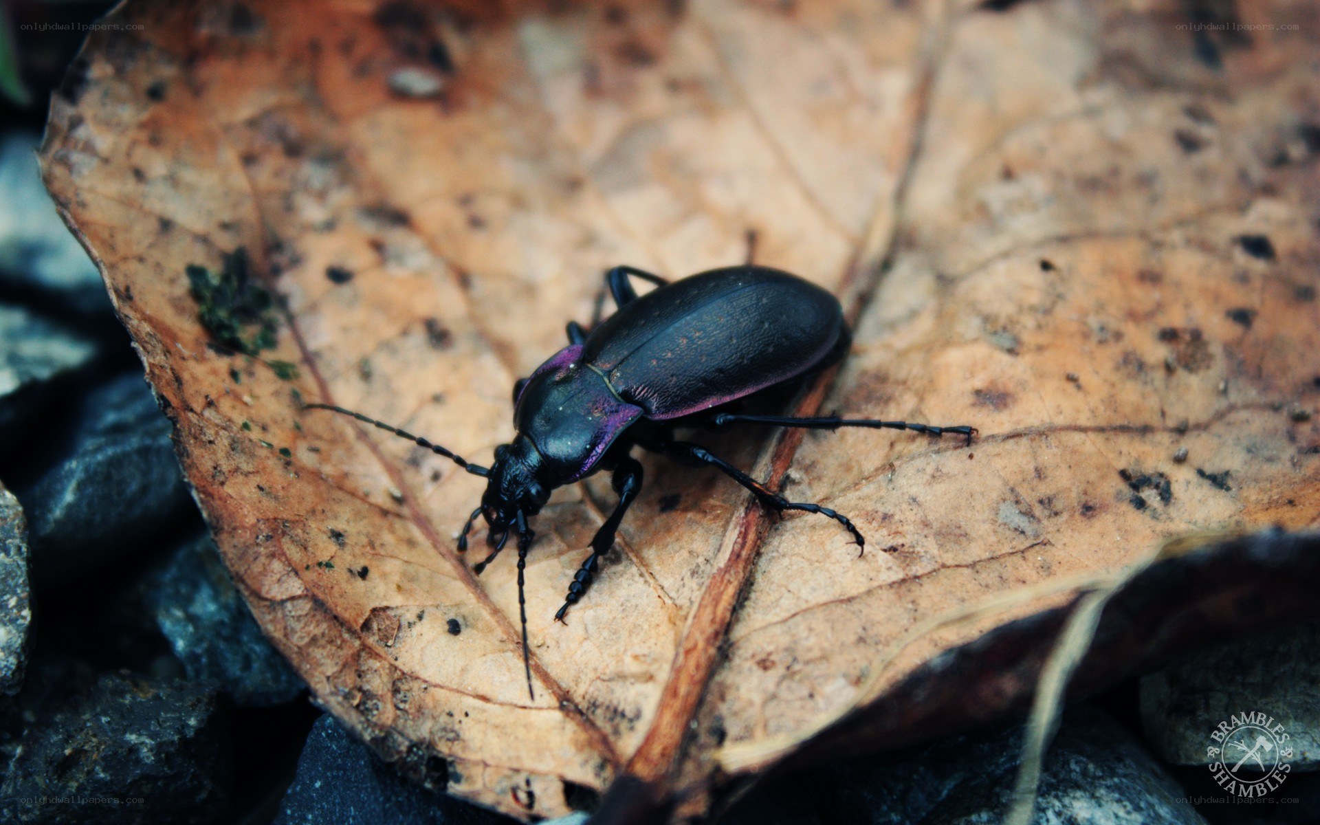 beetle on a leaf